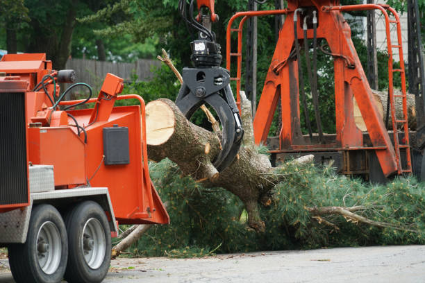 Best Large Tree Removal  in Mackinac Island, MI